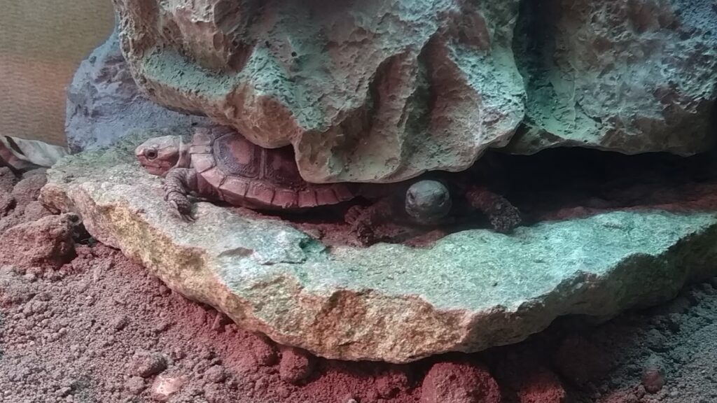 Pancake / Crevice Tortoise Rock & Plastic Ideal Hide