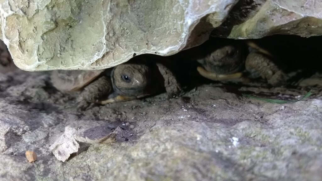 Tortoise Crevice Hide