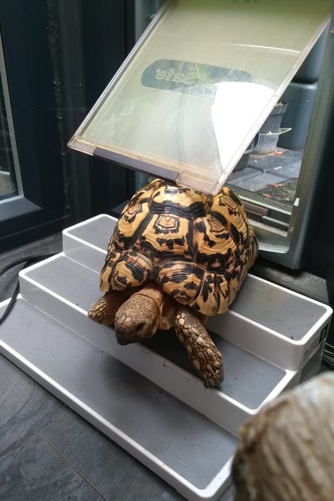 Tortoise coming through cat flap