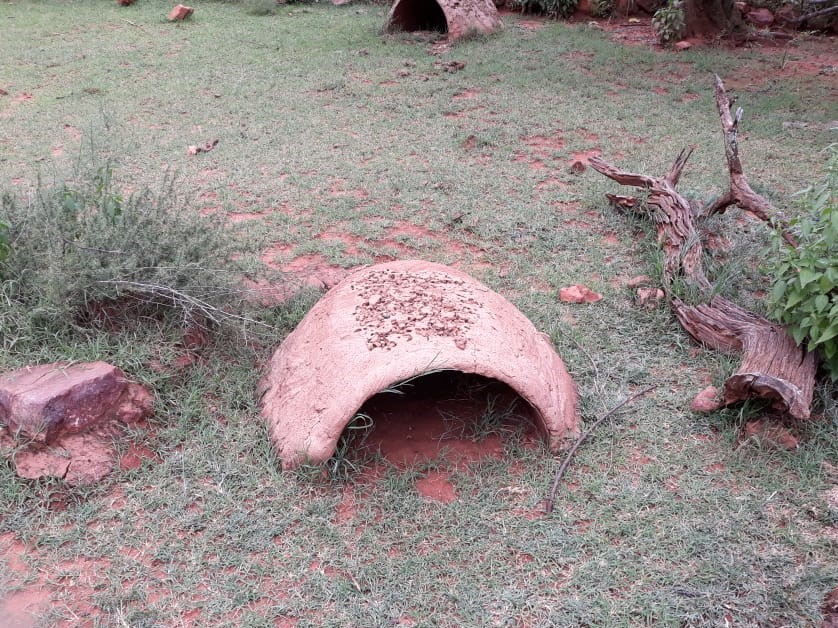 Outside Tortoise Hides
Concrete over quarter 44 gallon cut out with macaroni pasta pieces mixed in on the top to make it look like an old ant hill