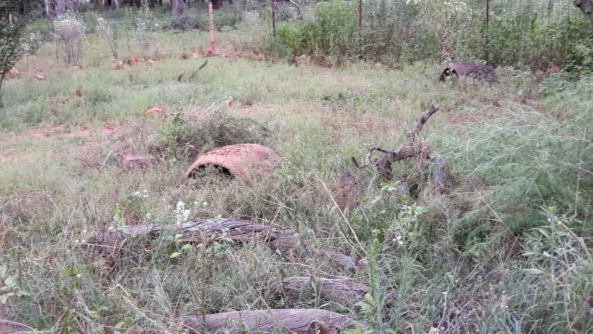 Extensive space and multiple Hides and old trees to give comfortable cover and protection from midday sun