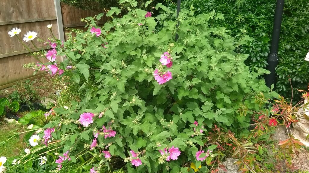 Lavatera Mallow Tree