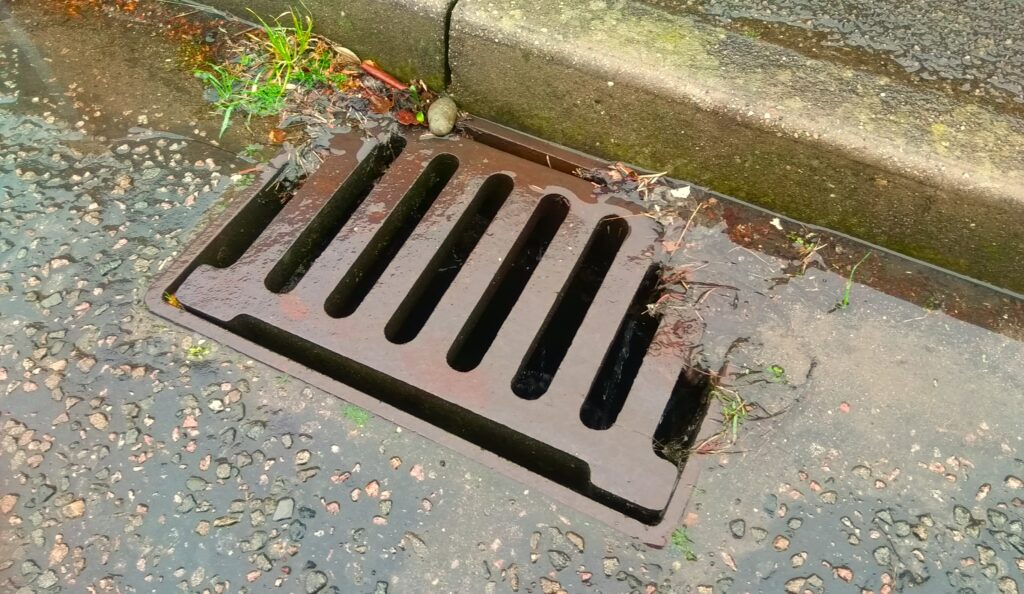 Storm water drains kill small wildlife like baby tortoises