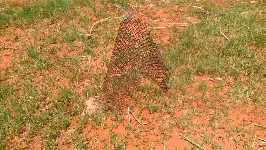 Termite Mound Tortoise Hide