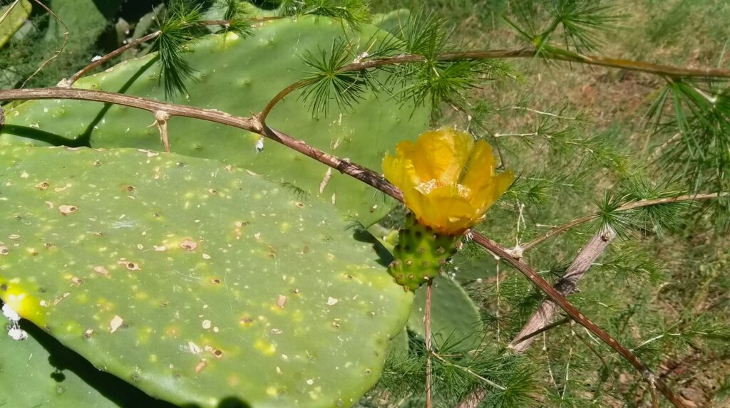 Prickly Pear baby fruit with flower