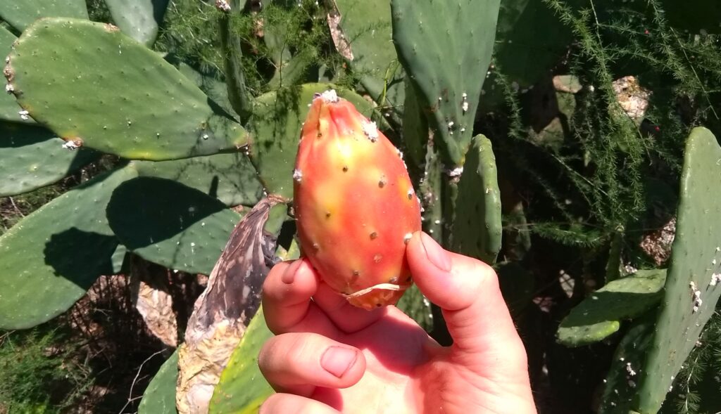 Prickly Pear Fruit