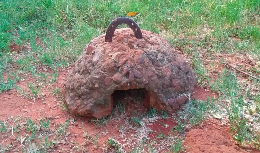 Baby tortoise hide over 30 years old