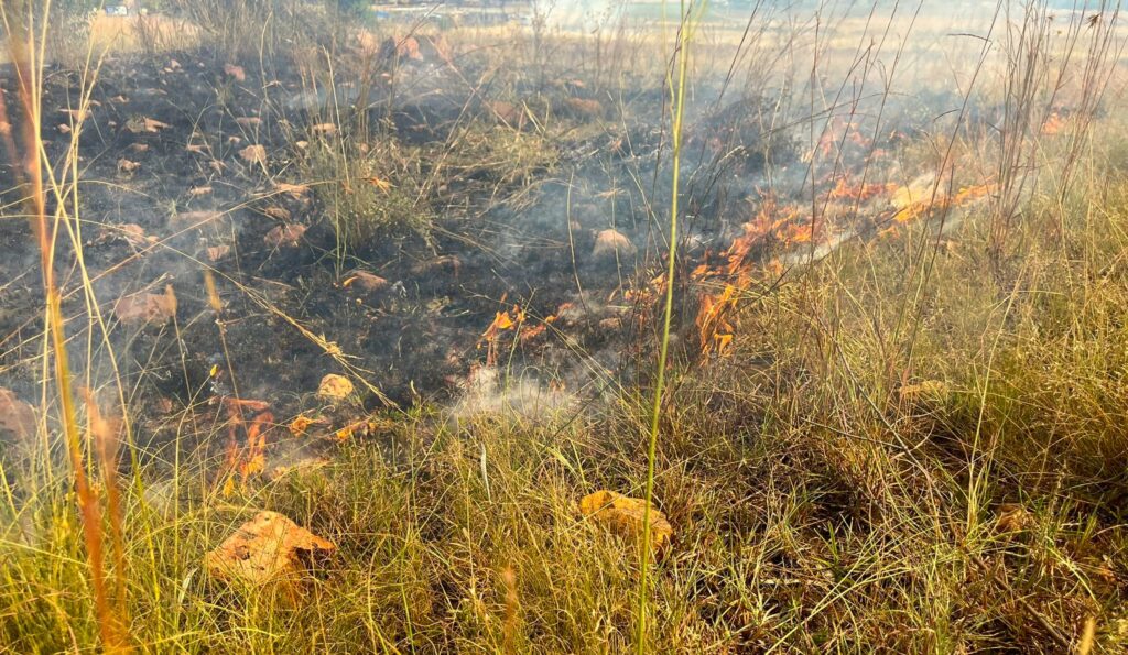 Bush Fires can easily kill tortoises, especially baby tortoises, they would battle to move fast enough