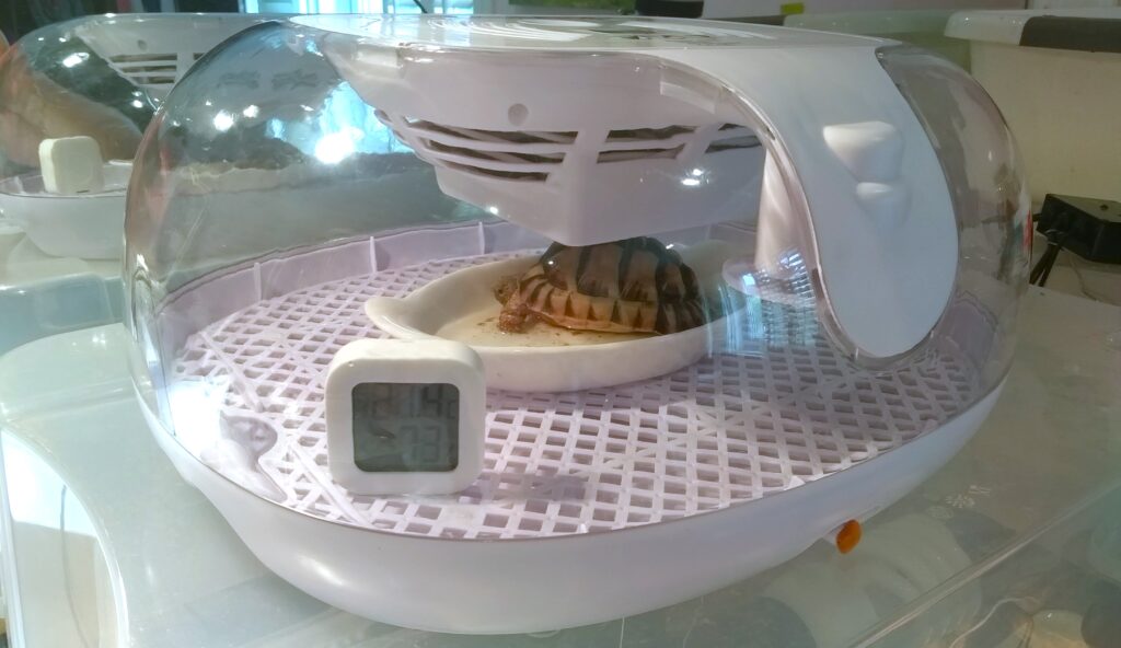 Egg Incubator for tortoise bathing and medicating