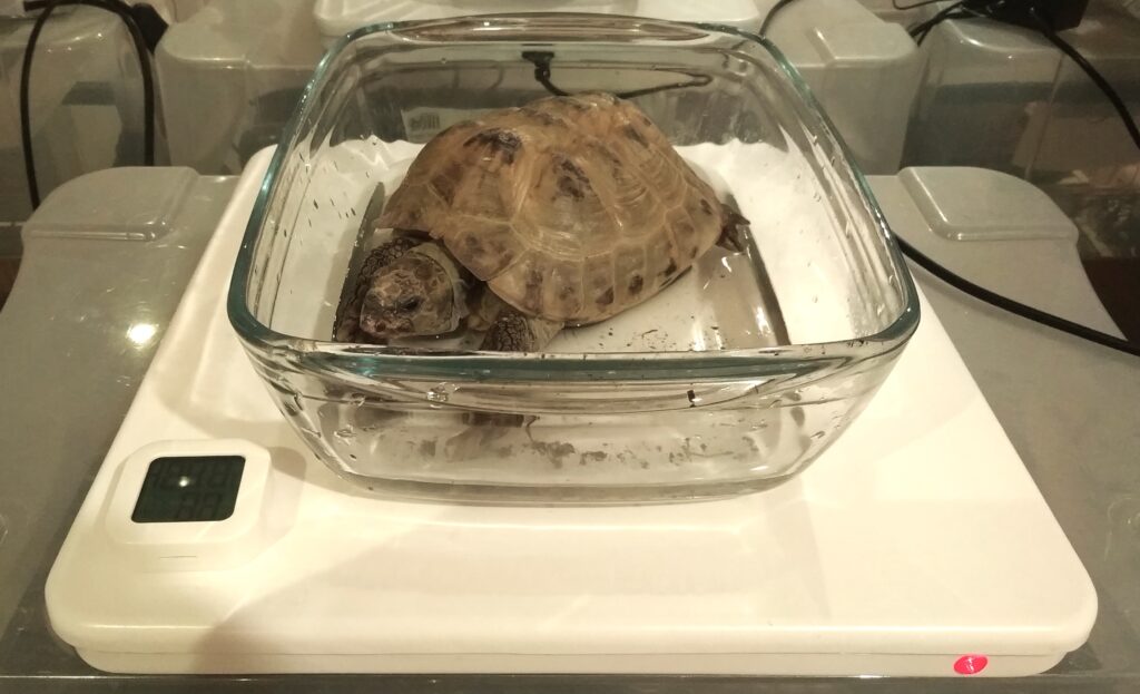 Warm Bath for Tortoises