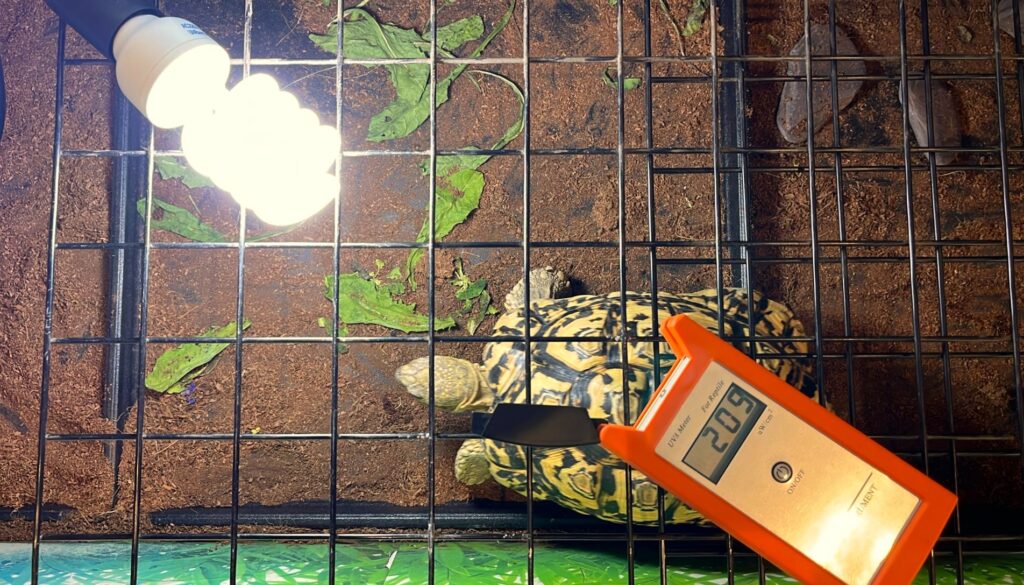 UVA and UVB meter readings on different reptile lamps