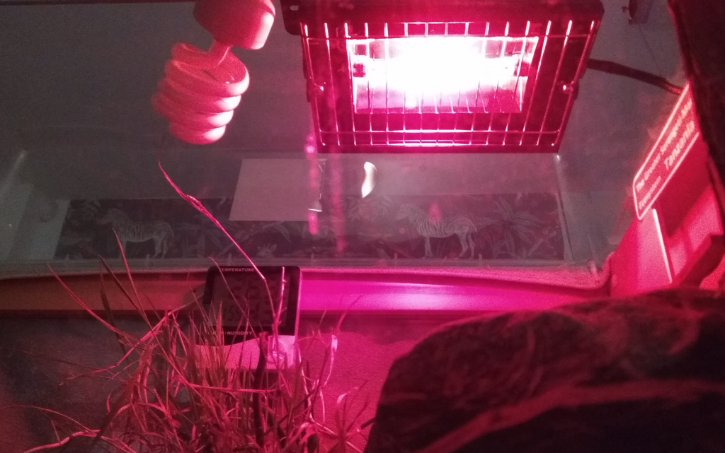 Gold Halogen Infra Red lamps emit a red light with low brightness